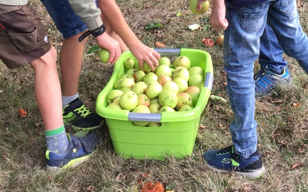 Streuobstwiese