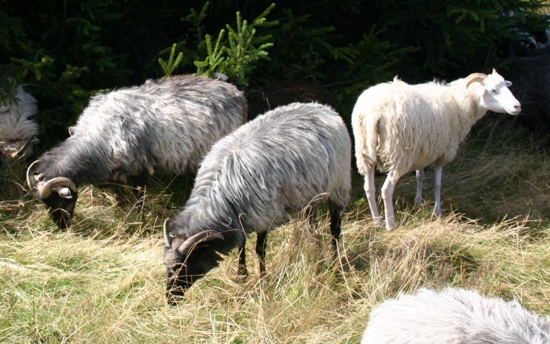 Schafe – Heimische Tiere und nachwachsende Rohstoffe