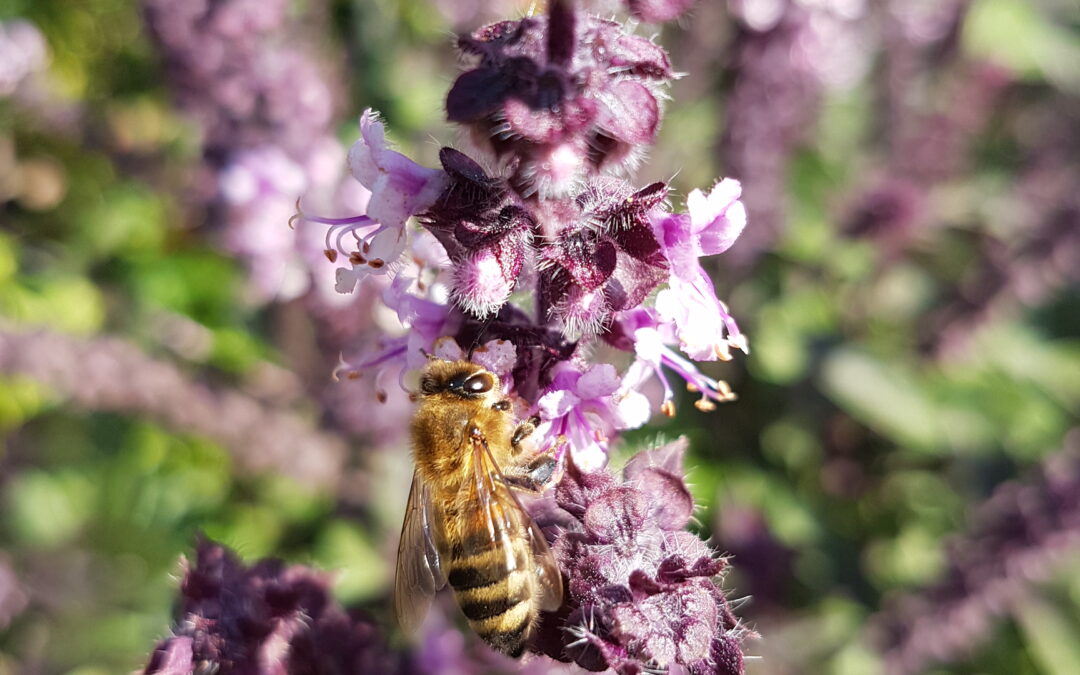 Bienen und Insekten