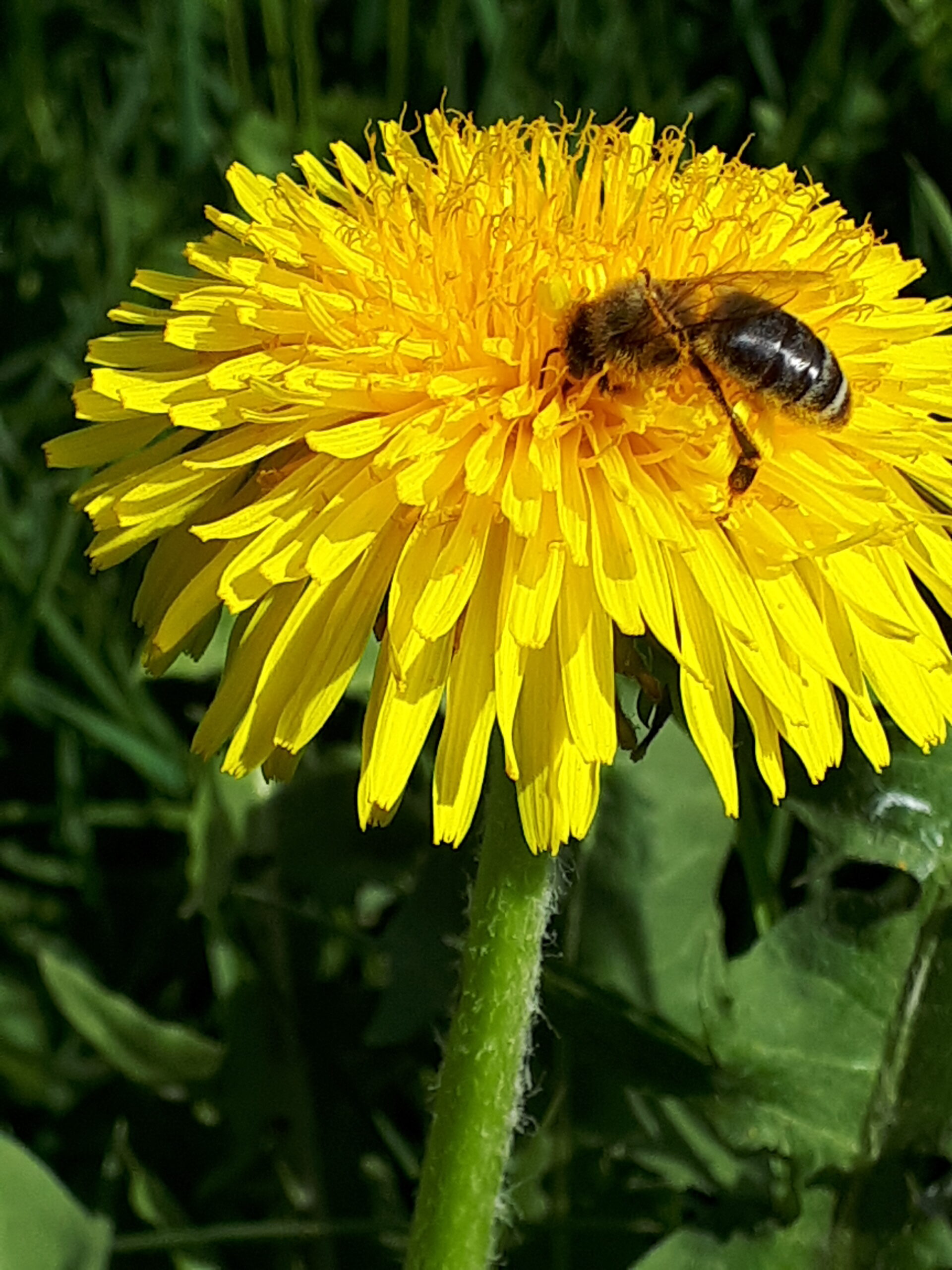 Biene an Löwenzahn