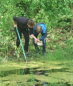 Das Leben im Teich