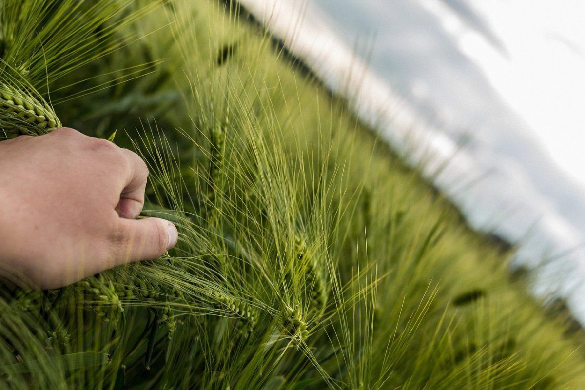 Kongress: Zukunftsfähige Ernährungssysteme