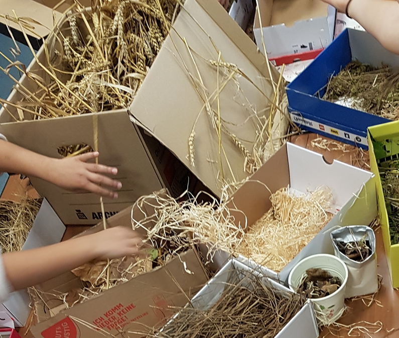Bauen mit der Natur – Entdecke die Baukünste der Tiere