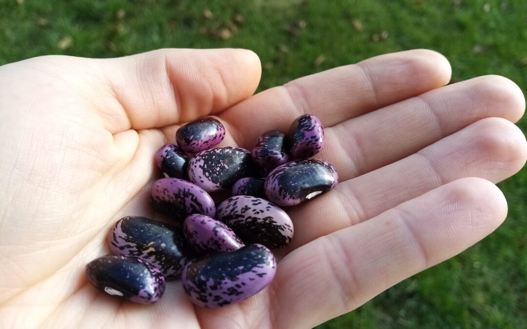 Workshop der GartenWerkStadt: „Von Bohnen und anderen Hülsenfrüchten“